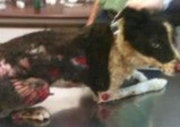 Codie, a three-year-old collie dog, was doused with flammable liquid and set on fire