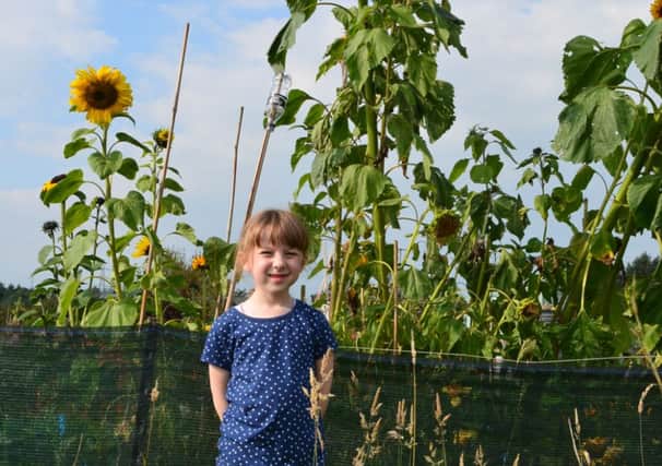 Samantha Braniff, from Carrickfergus, whose sunflower grew a mighty three metres to win the annual challenge. INCT 37-595-CON