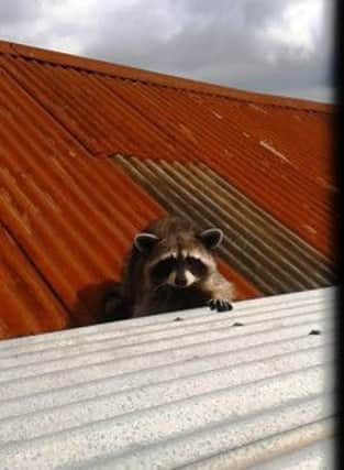 The raccoon which was found at a house in Ballymena.
