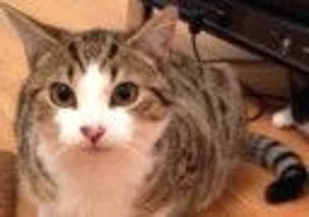 Miguel, one of 11 cats who is missing from Whiteabbey's Glenville Road. INNT-38-704-con