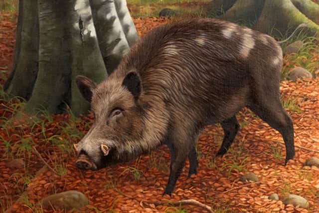 'Wild Boar at Montalto'  by Cullybackey artist John R Moore who has been commissioned to mark the launch of the new Ballynahinch Harvest & Country Living Festival with a painting reflecting the unique heritage of the area.