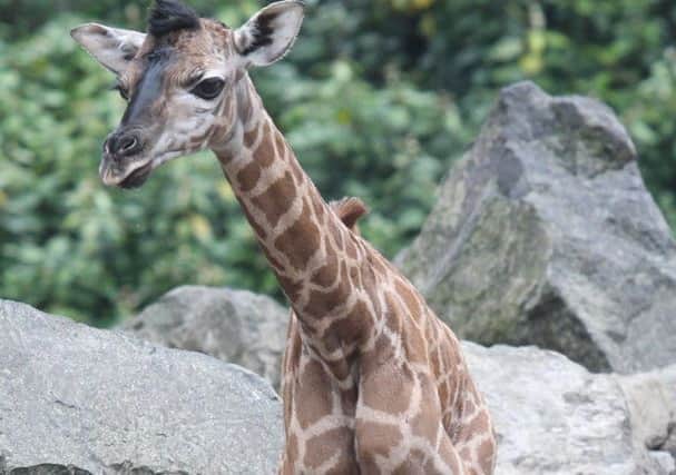 The new baby giraffe at Belfast zoo called  'Ballymena'.