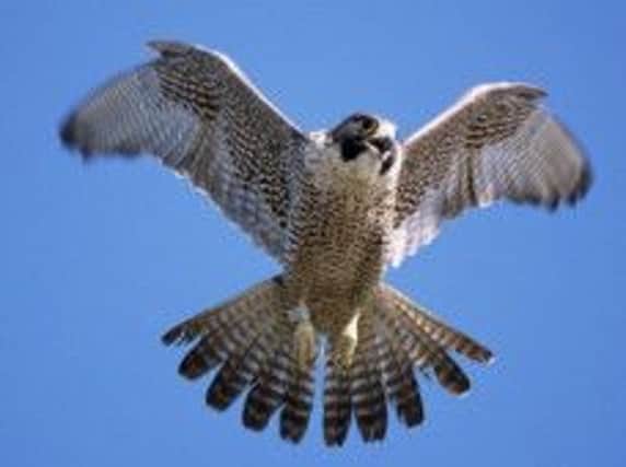 Peregrine Falcon like the one poisoned in Moneymore