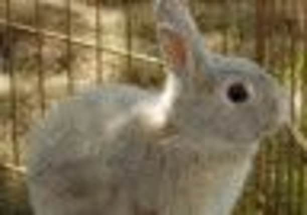 Lonley rabbit 'Bugsy Alone'
