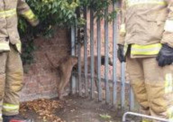 Firefighters help to remove the dog from the railings at Indian Fusion.