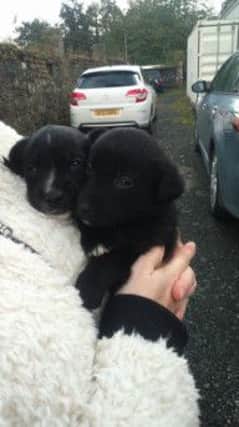 The two little puppies that were dumped on the Newry to Dundalk carriageway