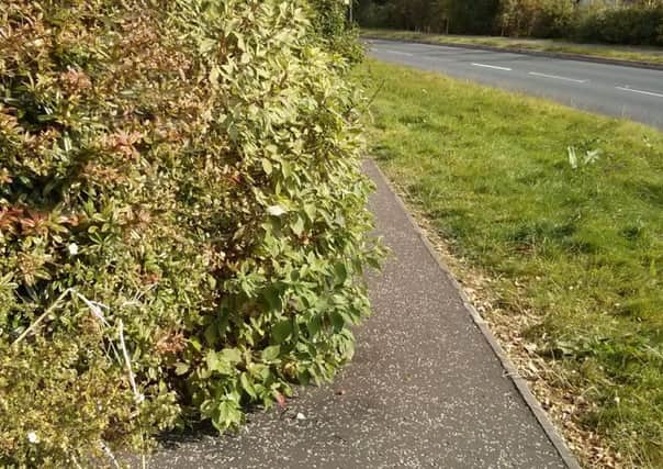 A hedge jutting out over the footpath at Prince Andrew Way. INCT 43-725-CON