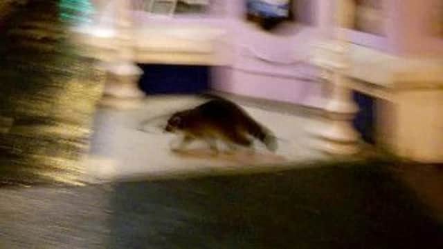 This creature was spotted on Ann Street in Ballycastle on Tuesday evening at about 7pm. It would appear to be a raccoon and there was a Raccoon missing recently from the Ballymena Area. PICTURE RICHARD MCNABB/MCAULEY MULTIMEDIA BALLYCASTLE.