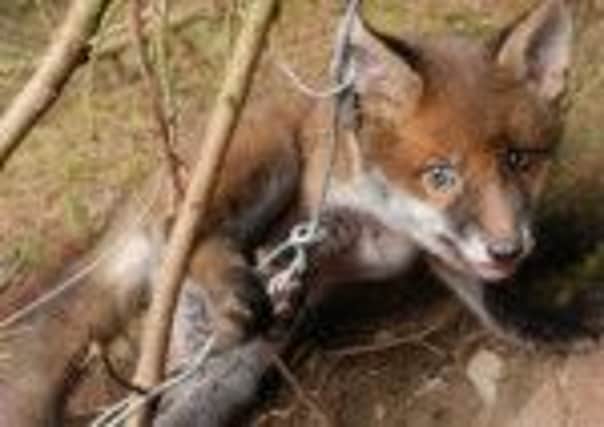 Concerns have been raised about hunters using traps and snares to catch foxes in the vicinity of Monkstown Wood.