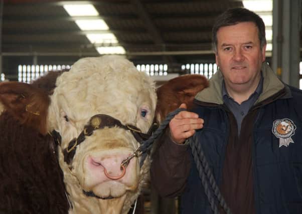 Robin Boyd, Portglenone, is the newly elected vice president of the British Simmental Cattle Society. Picture: Julie Hazelton