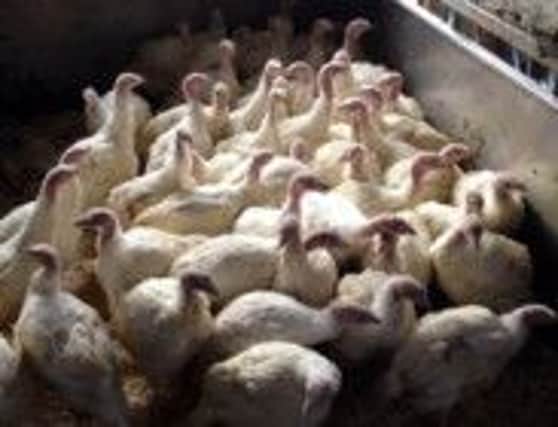 Turkeys found safe and well. inbm44-14s