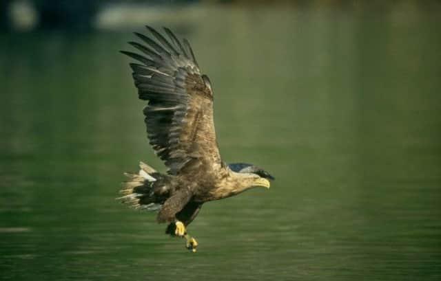 White-tailed eagle adult stooping for fish. One was found poisoned in Armoy. INBM45-14S