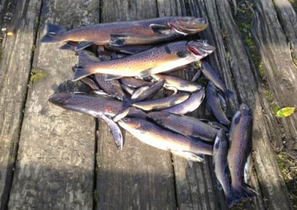 Hundreds of trout, salmon and dollaghan were killed in the latest pollution incident on the Sixmilewater. Pictured are just some of the fish removed from the river near Ballyclare on Wednesday morning. INNT 45-500CON