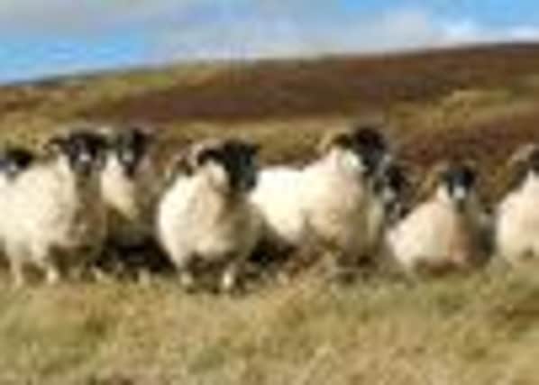 Sheep stolen from Cookstown area.