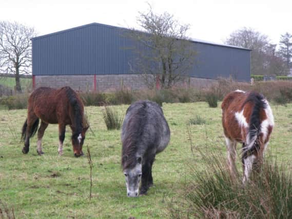 Horses dropped off on the Mullan Rd, currently being kept by the owner of the field. However if you have any information about the horses or their owner  please contact the Times 028 703 55260. inbm51-14s