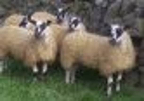Police appeal over stolen sheep