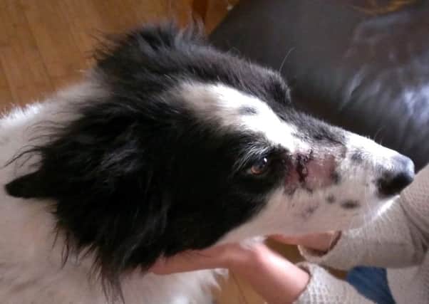 Eight-year-old Collie crossbreed Max suffered a serious wound to his face when he was bitten by another dog. INNT 52-511CON