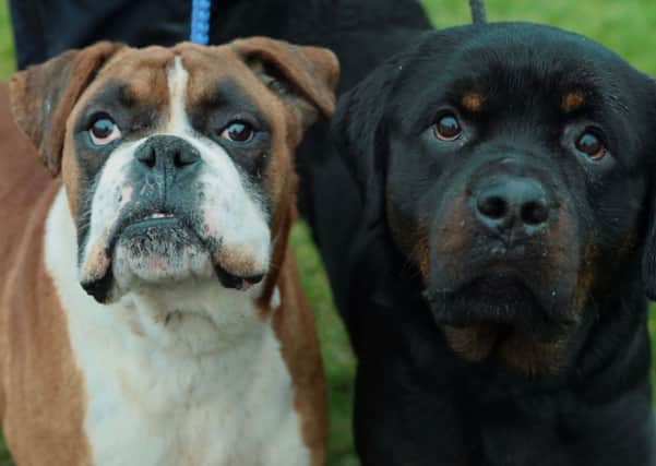 The Boxer and Rottweiler dogs found straying at Somerset Forest.