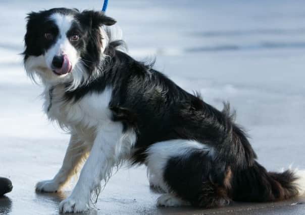 Two-year-old collie Ben. INCT 01-403-RM
