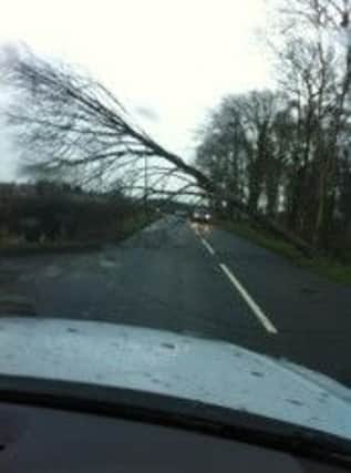 A tree blocks the road at Bann Road, Ballymoney. Picture tweeted by Colin Hamilton.