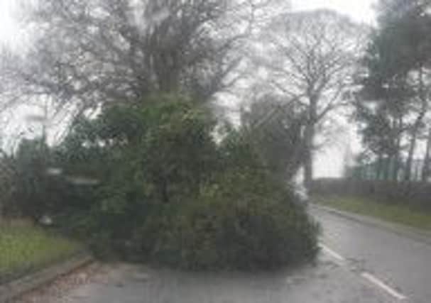 A downed tree in the Dollingstown/Magheralin area.
