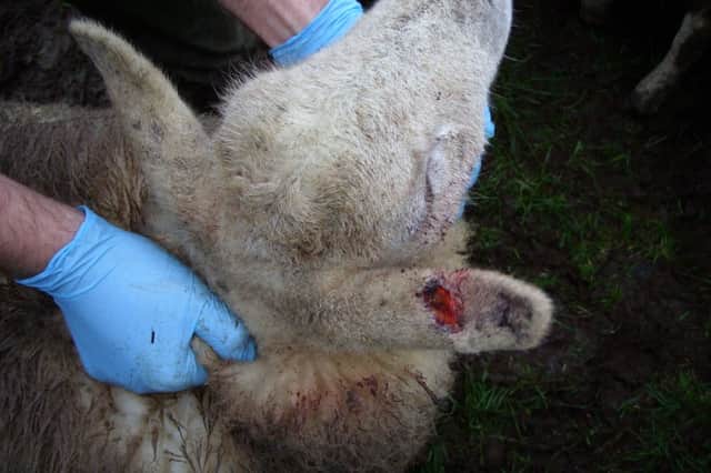 Just one of the injured sheep. INBM05-15