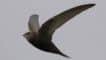 The iconic swift. INBM05-15