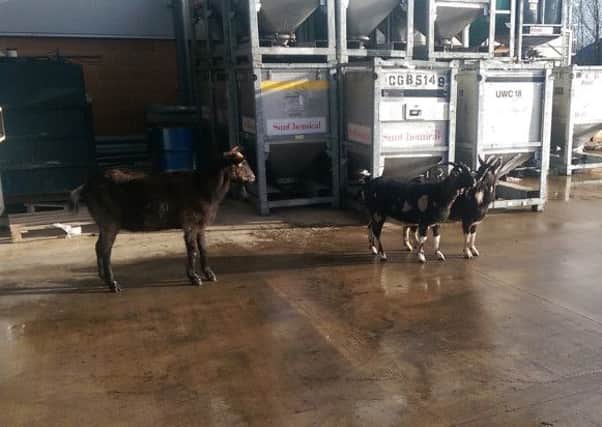 Goats on the loose at our Carn headquarters.