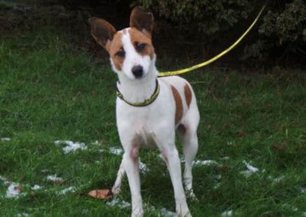 Darcy is a Jack Russell cross who is just under a year old, shes full of beans and looking for love. This sprightly soul came from the dog warden as a stray so not much is known about her past history. Darcy is a sweet natured lady who has won the heart of staff and is ready to find a family of her own where she will be spoiled. Darcy would be very happy in an active family home with sensible children who know how to play gently.
Visit Dogs Trust Ballymena, 60 Teeshan Road, Ballymena, Co Antrim, BT43 5PN or call the centre on 028 2565 2977. www.dogstrust.org.uk