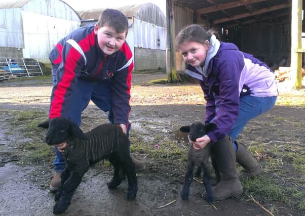 William Stewart (12) from Lower Ballyboley Road, Ballyclare with his 'monster' tup lamb Herman, and Amy Magee (9) with a regular sized lamb.