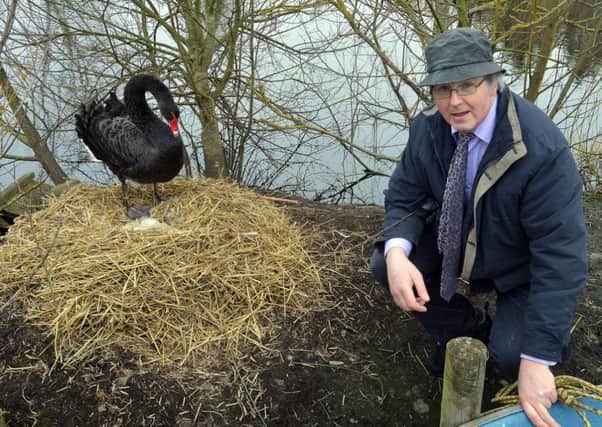 Derryhirk man David Moore pictured with one of a pair of black swans which are nesting on an island on his garden pond. INLM07-208.