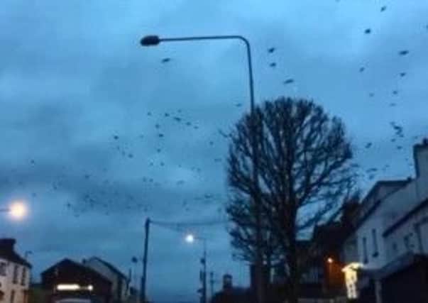 Crow Invasion Video: Cookstown crow invasion like a scene from The Birds horror movie