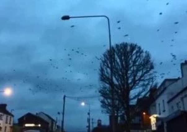 Cookstown crow invasion