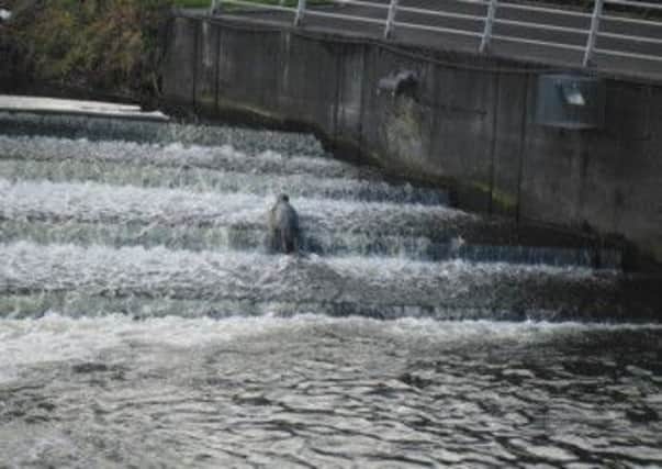 Lisburn's resident seal makes a return appearance in the Lagan.