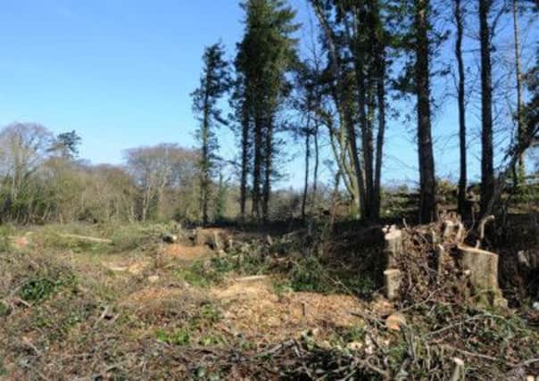 A large number of trees which have been felled near Tullyhogue