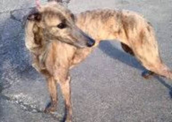 Tara's rescuers are fundraising to send her to Birmingham Greyhound Rescue Centre to begin her new life. INLT-11-708-con