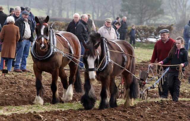 ploughing at the St Patrick's Day Horse Ploughing match held annually in Ballycastle .PICTURE STEVEN MCAULEY/MCAULEY MULTIMEDIA