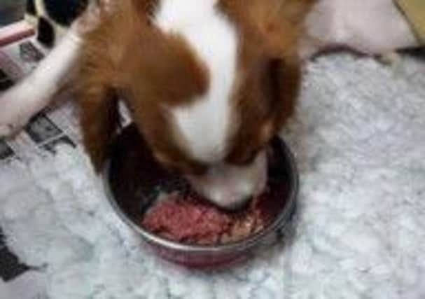Callan in recovery at the vets and eating a meal after major heart surgery!