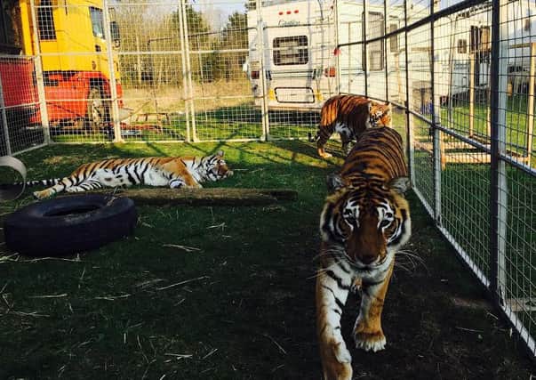 Circus tigers in Magherafelt
