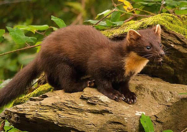 Pine marten numbers have increased within the mid and east Antrim district.  Photo by Maurice Flynn INCT 15-726-CON