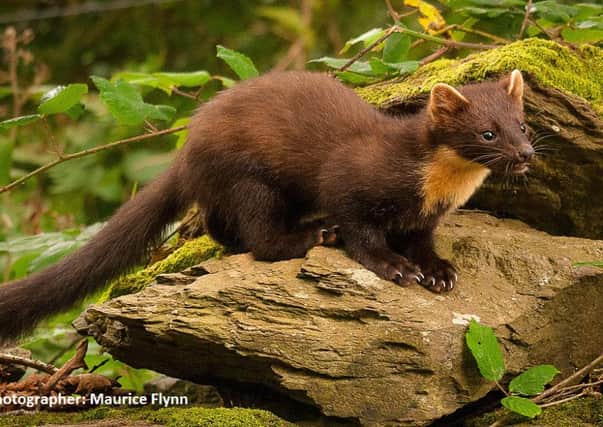 Woodland survey detects Pine Marten's return to parts of Mid & East Antrim.