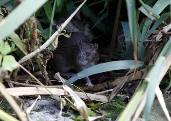 A rat lurking in the undergrowth at Hillsborough Forest Park during the 2011 infestation. Pic: Colm OReilly PacemakerPress Intl