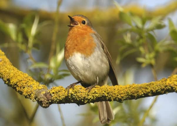 European robin Erithacus rubecula, adult in song in spring,