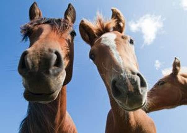 Betting shop scam involving horses