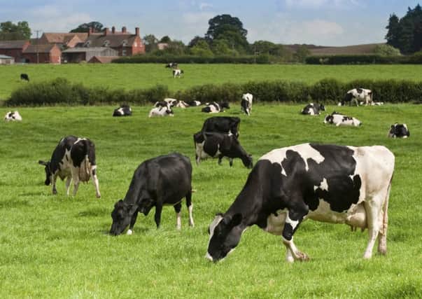 Dairy cows grazing in a meadow