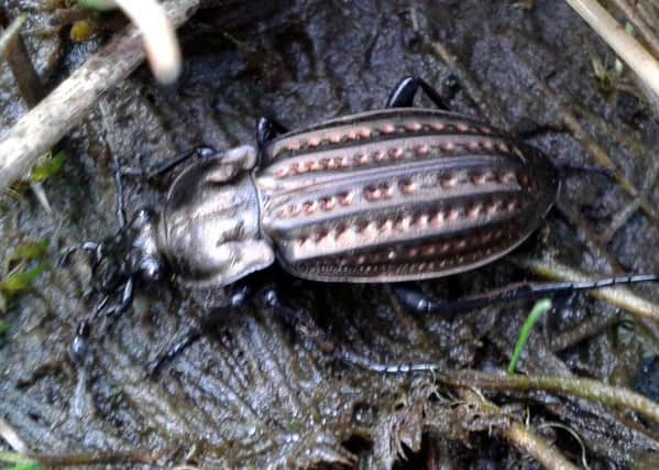 Rare Carabus clatratus beetle found at Glenwherry. Picture: Anne Guichard