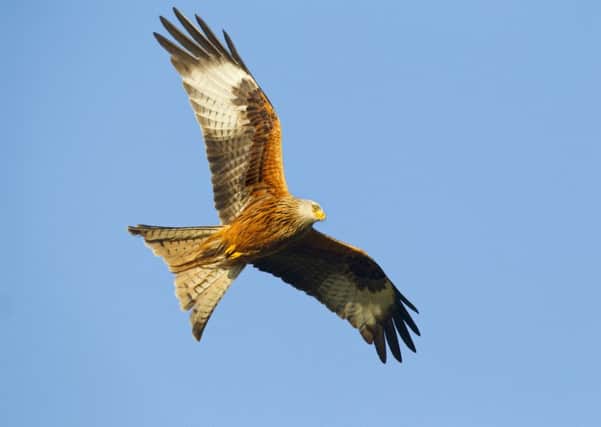 Red kite Milvus milvus, in flight, UK, March
