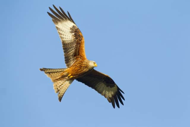 A red kite milvus in flight in March. Pic by Ben Hall.