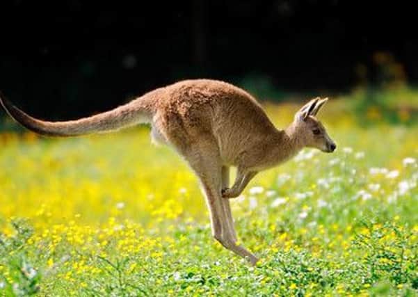 A 'small kangaroo' has been reported on the road between Moy and Dungannon