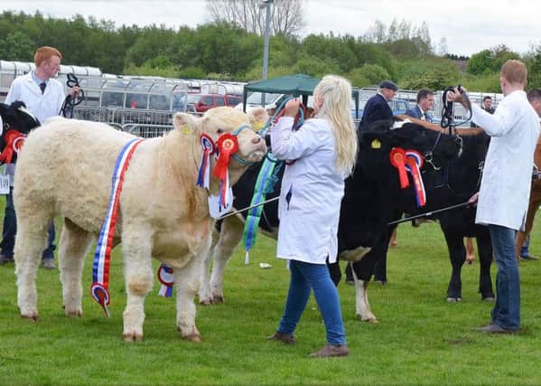 The champion cattle line up at Ballymena Show. INBT 23-938H